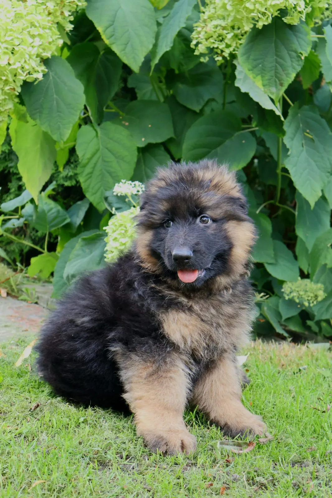 Kennedy — wolny piesek z miotu K