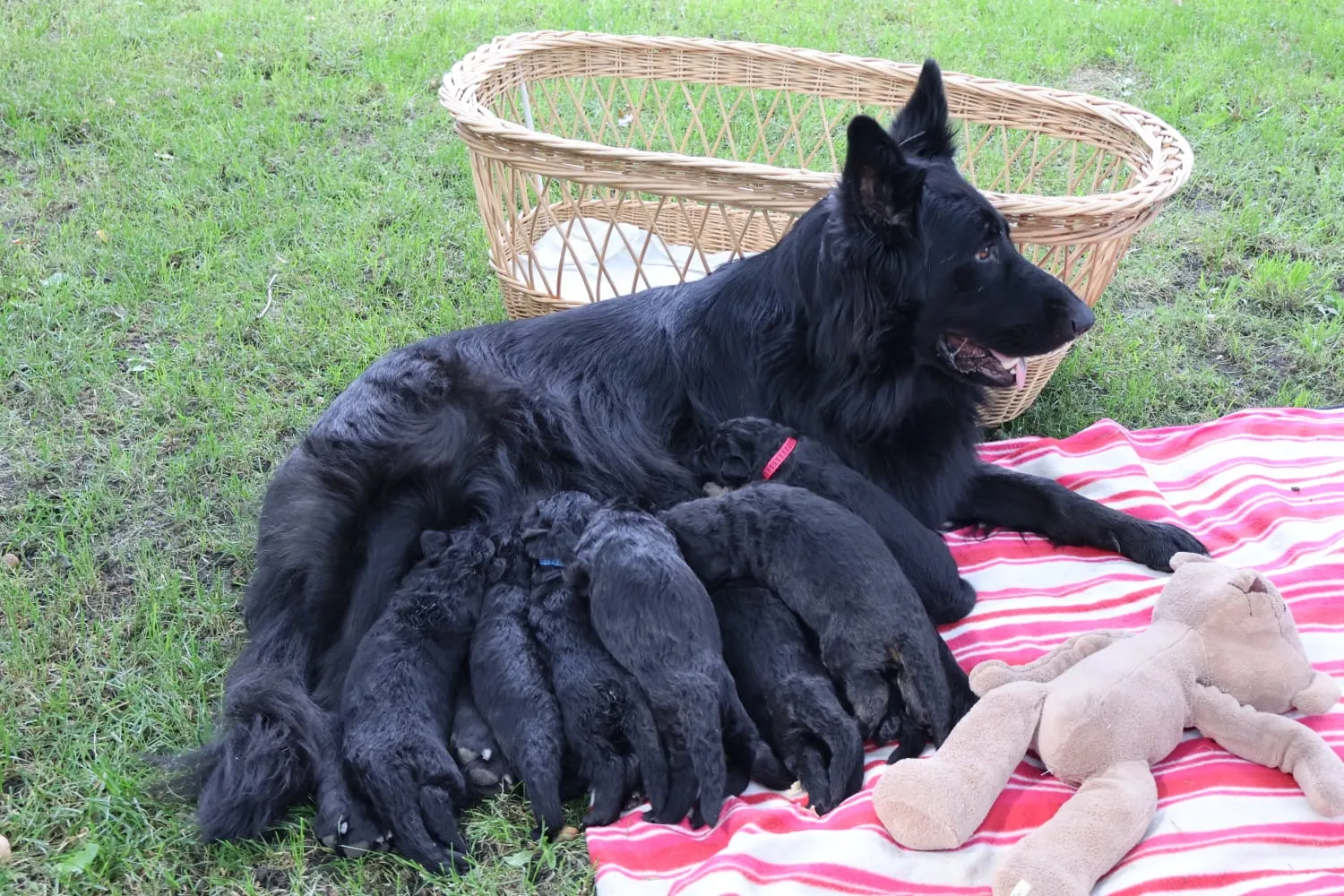 Mama ze szczeniętami z miotu L